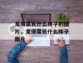 龙须菜长什么样子的图片，龙须菜长什么样子图片
