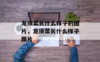 龙须菜长什么样子的图片，龙须菜长什么样子图片