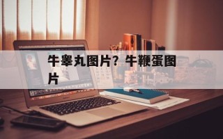 牛睾丸图片？牛鞭蛋图片