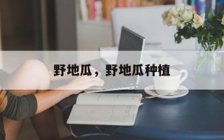 野地瓜，野地瓜种植