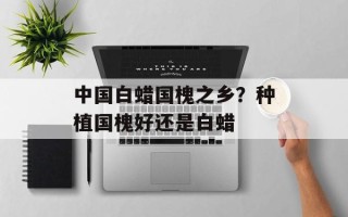 中国白蜡国槐之乡？种植国槐好还是白蜡