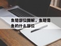 鱼翅部位图解，鱼翅是鱼的什么部位