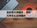 龙虾有几种图片，龙虾几种怎么区别图片
