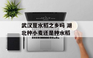 武汉是水稻之乡吗 湖北种小麦还是种水稻