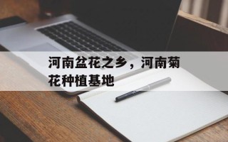 河南盆花之乡，河南菊花种植基地