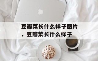 豆瓣菜长什么样子图片，豆瓣菜长什么样子