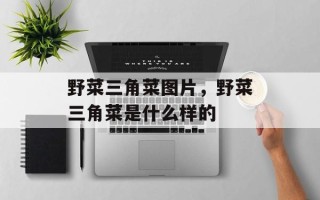 野菜三角菜图片，野菜三角菜是什么样的