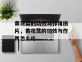 黄花菜的功效与作用图片，黄花菜的功效与作用怎么吃