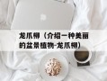龙爪柳（介绍一种美丽的盆景植物-龙爪柳）