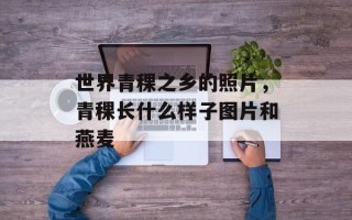 世界青稞之乡的照片，青稞长什么样子图片和燕麦