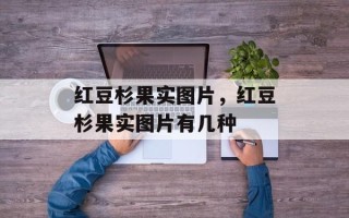 红豆杉果实图片，红豆杉果实图片有几种