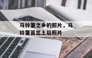 马铃薯之乡的照片，马铃薯苗出土后照片