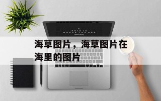 海草图片，海草图片在海里的图片