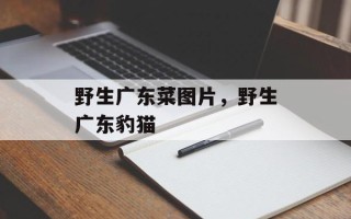 野生广东菜图片，野生广东豹猫
