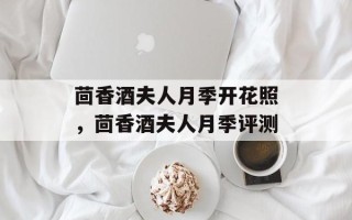 茴香酒夫人月季开花照，茴香酒夫人月季评测