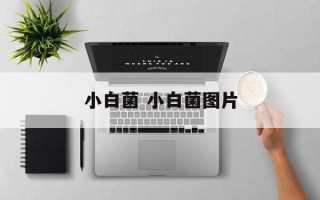 小白菌 小白菌图片