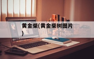 黄金柴(黄金柴树图片)