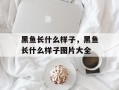 黑鱼长什么样子，黑鱼长什么样子图片大全