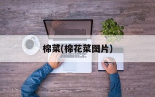 棉菜(棉花菜图片)