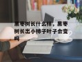 黑枣树长什么样，黑枣树长出小柿子叶子会变吗