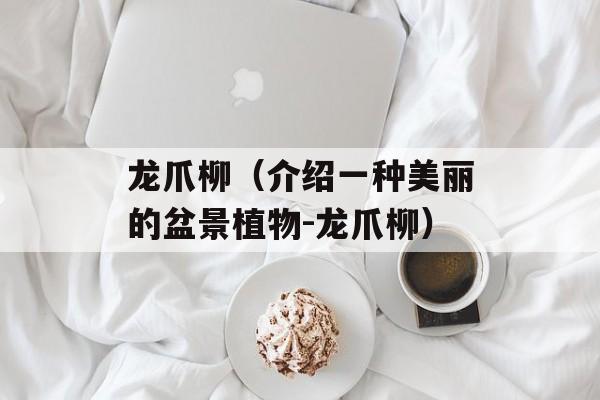 龙爪柳（介绍一种美丽的盆景植物-龙爪柳）-第1张图片-