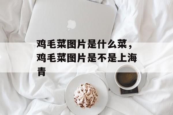 鸡毛菜图片是什么菜，鸡毛菜图片是不是上海青-第1张图片-