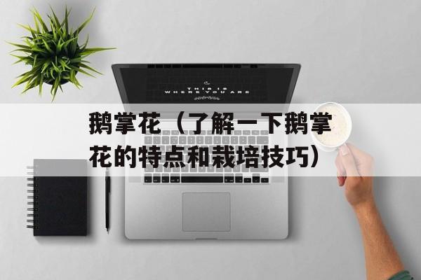 鹅掌花（了解一下鹅掌花的特点和栽培技巧）-第1张图片-