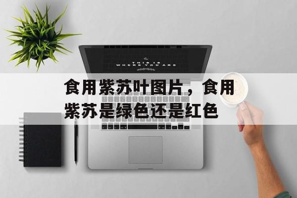 食用紫苏叶图片，食用紫苏是绿色还是红色-第1张图片-