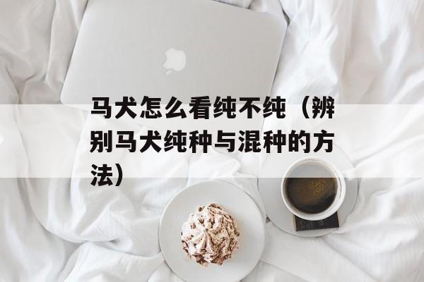 马犬怎么看纯不纯（辨别马犬纯种与混种的方法）-第1张图片-