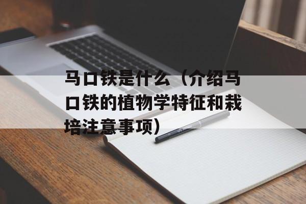 马口铁是什么（介绍马口铁的植物学特征和栽培注意事项）-第1张图片-
