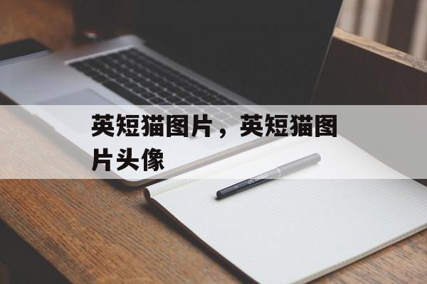 英短猫图片，英短猫图片头像-第1张图片-