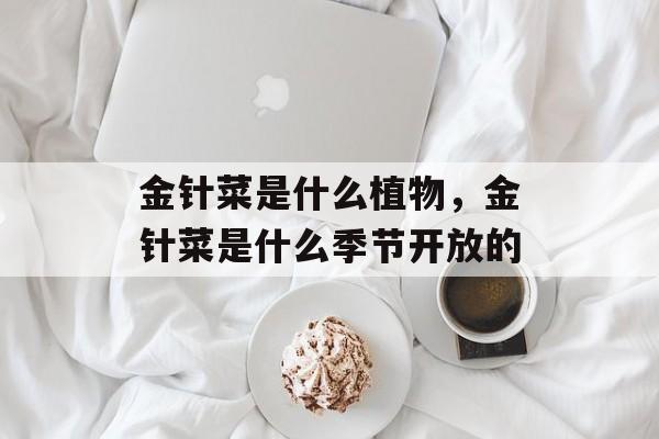 金针菜是什么植物，金针菜是什么季节开放的-第1张图片-