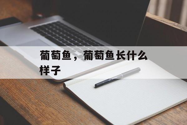 葡萄鱼，葡萄鱼长什么样子-第1张图片-
