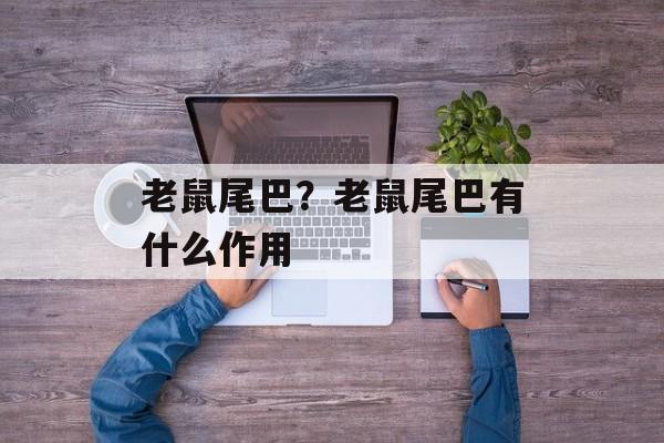 老鼠尾巴？老鼠尾巴有什么作用-第1张图片-