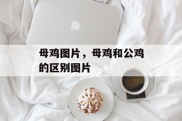 母鸡图片，母鸡和公鸡的区别图片-第1张图片-