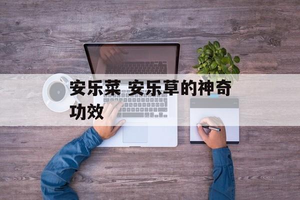 安乐菜 安乐草的神奇功效-第1张图片-